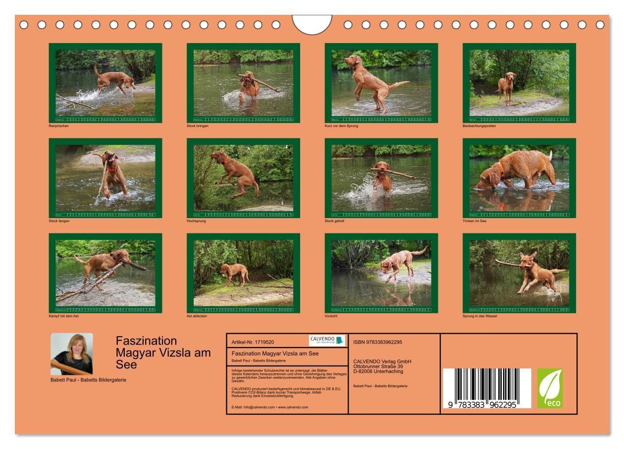 Bild: 9783383962295 | Faszination Magyar Vizsla am See (Wandkalender 2025 DIN A4 quer),...