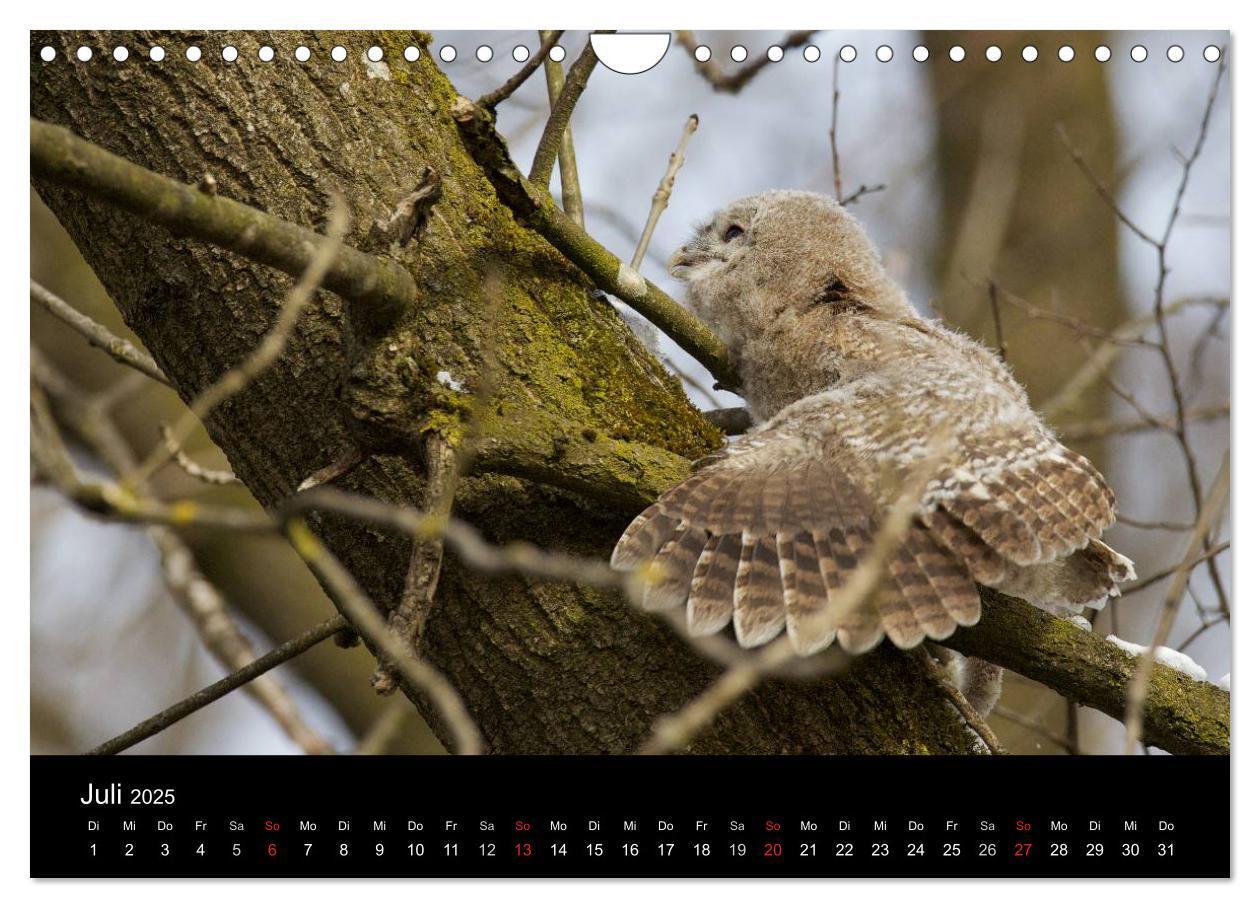 Bild: 9783435531264 | Waldkäuze, fotografiert in München (Wandkalender 2025 DIN A4 quer),...