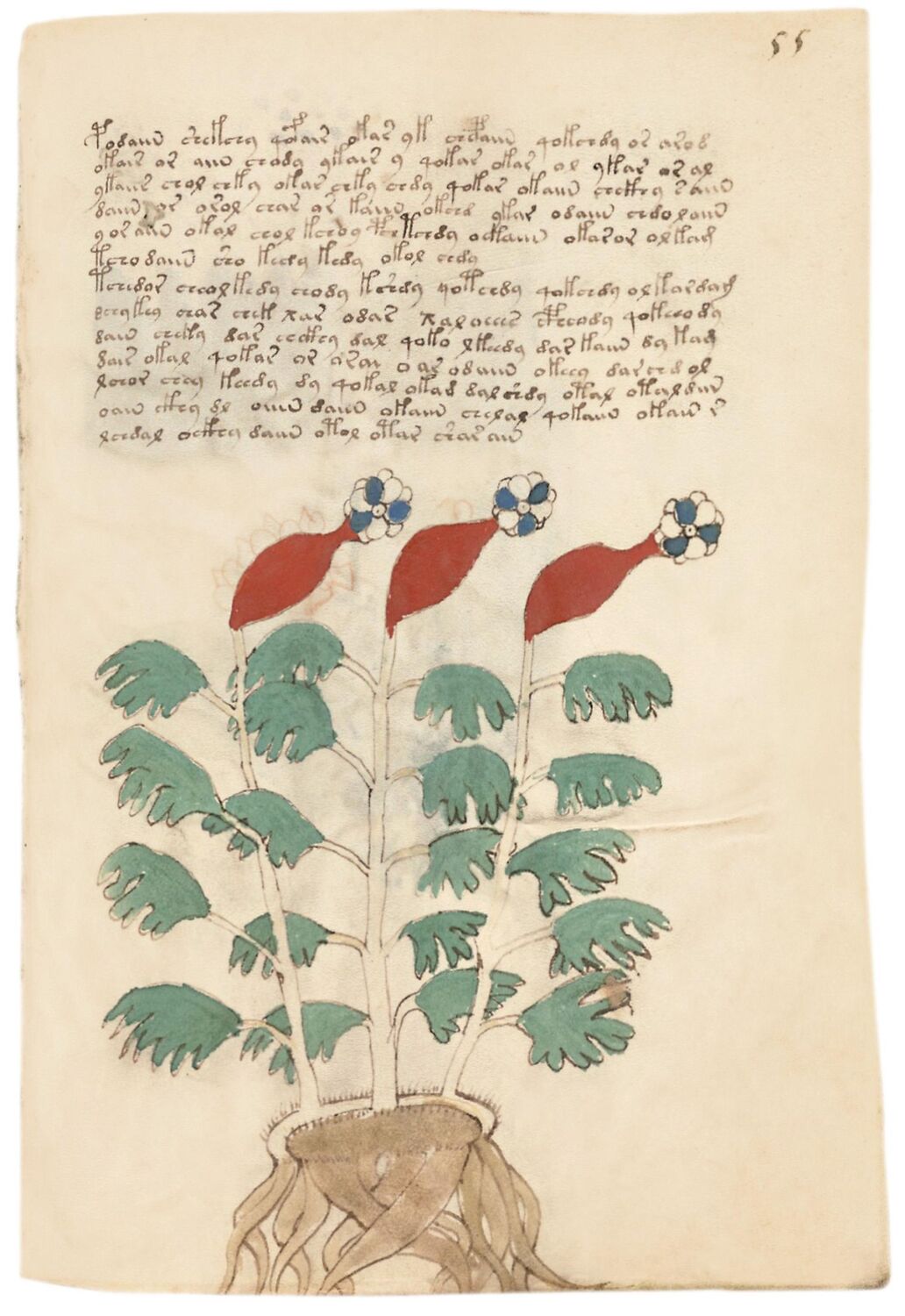 Bild: 9783968494098 | Das Voynich-Manuskript. The Voynich Manuscript. The Complete Edition