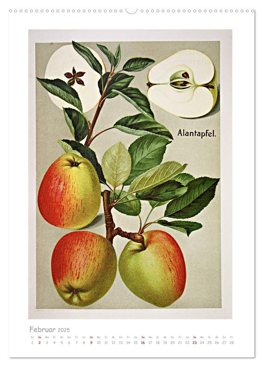 Bild: 9783435975921 | Äpfel/Appels. Alte ostfriesische Sorten (Wandkalender 2025 DIN A2...