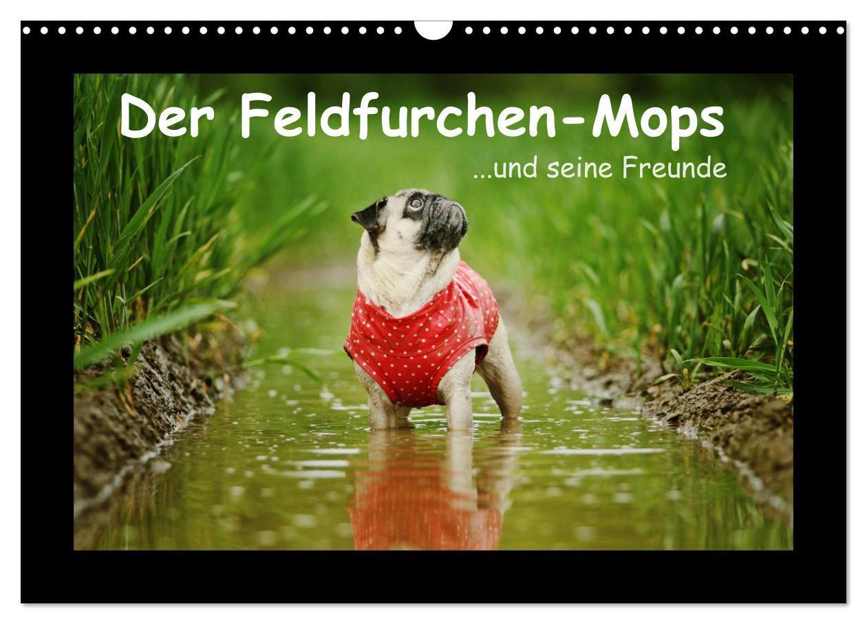 Cover: 9783435645336 | Der Feldfurchen-Mops (Wandkalender 2025 DIN A3 quer), CALVENDO...