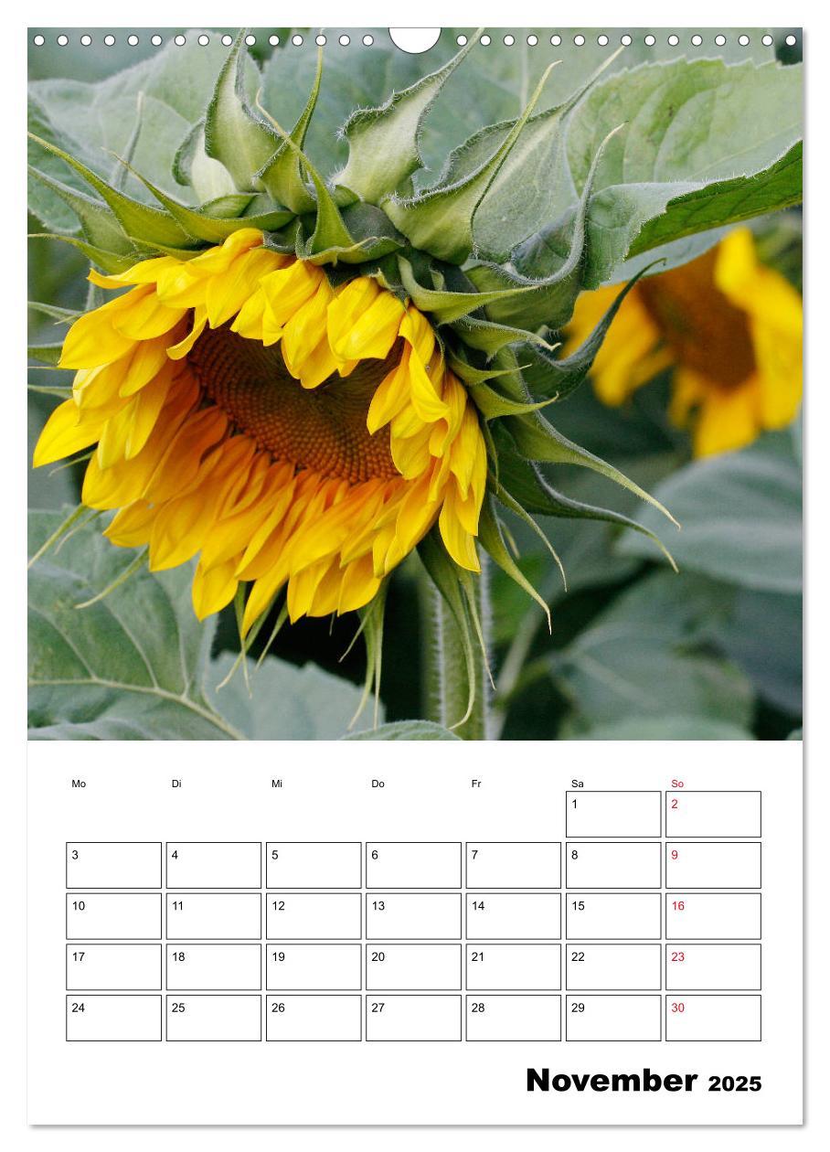 Bild: 9783435970483 | Leuchtende Sonnenblumen (Wandkalender 2025 DIN A3 hoch), CALVENDO...