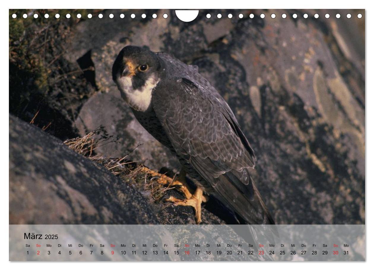 Bild: 9783435651450 | Falken und Greifvögel. Edle Jäger (Wandkalender 2025 DIN A4 quer),...