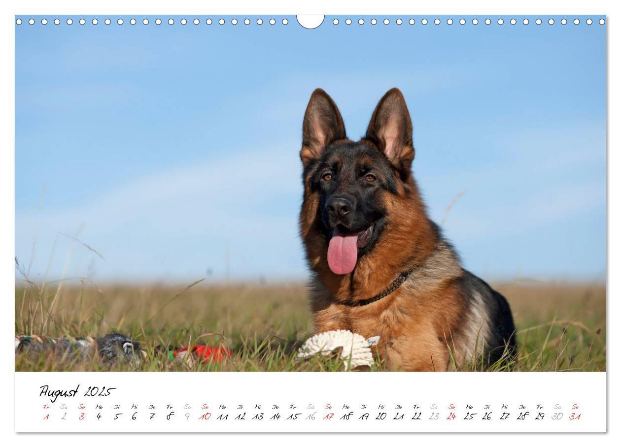 Bild: 9783435495511 | Schäferhunde Seelenhunde (Wandkalender 2025 DIN A3 quer), CALVENDO...