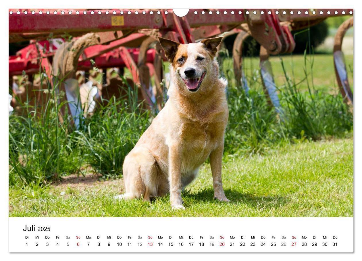 Bild: 9783435704736 | Faszinierende Australian Cattle Dogs (Wandkalender 2025 DIN A3...