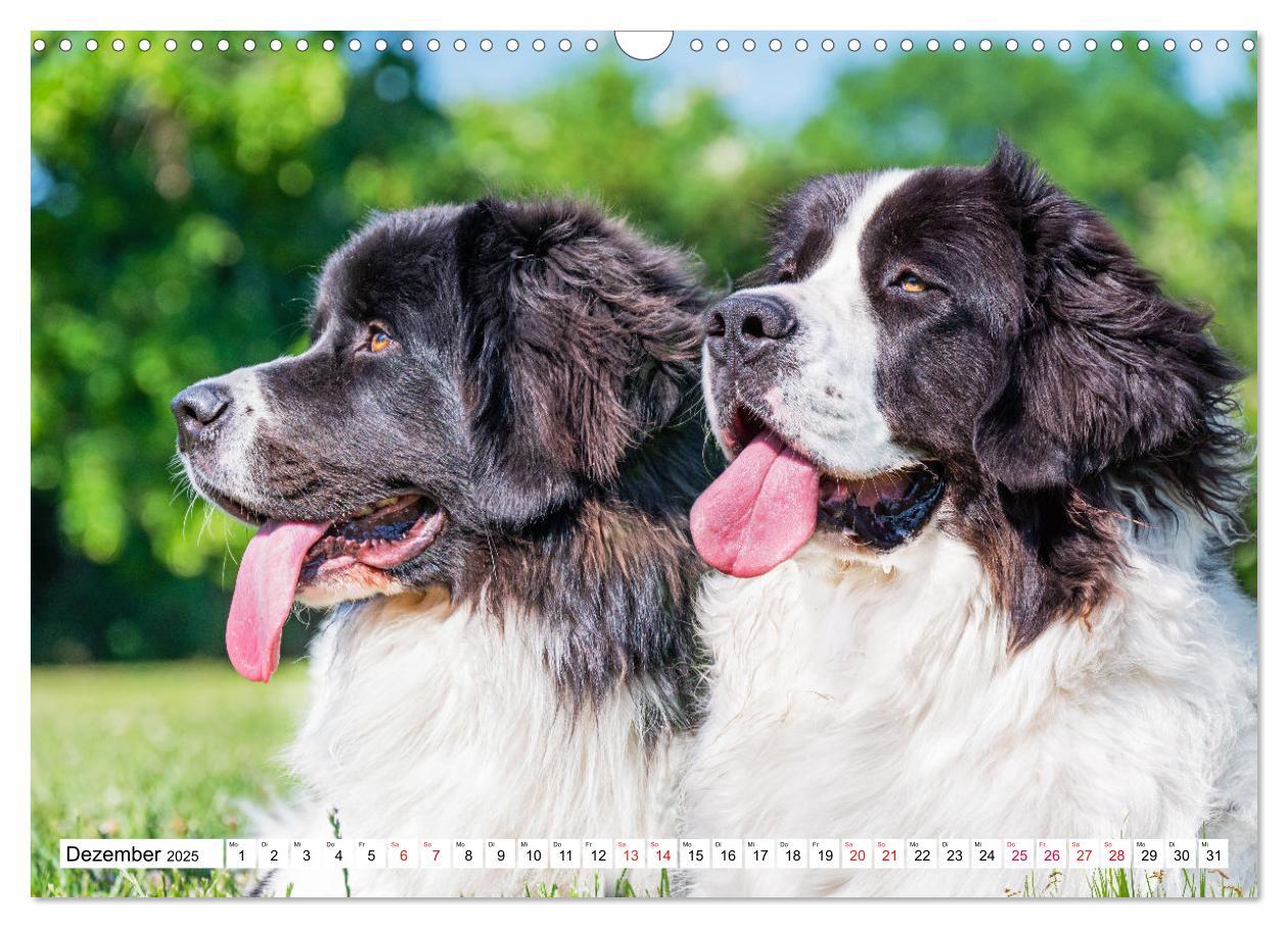 Bild: 9783383893865 | Traumhund Landseer (Wandkalender 2025 DIN A3 quer), CALVENDO...