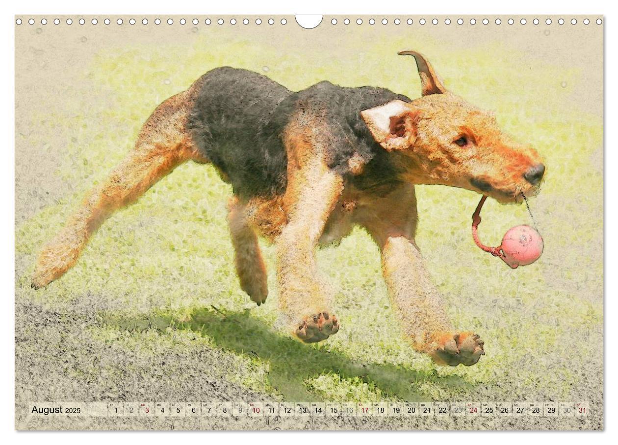 Bild: 9783435627264 | Airedale Terrier 2025 (Wandkalender 2025 DIN A3 quer), CALVENDO...