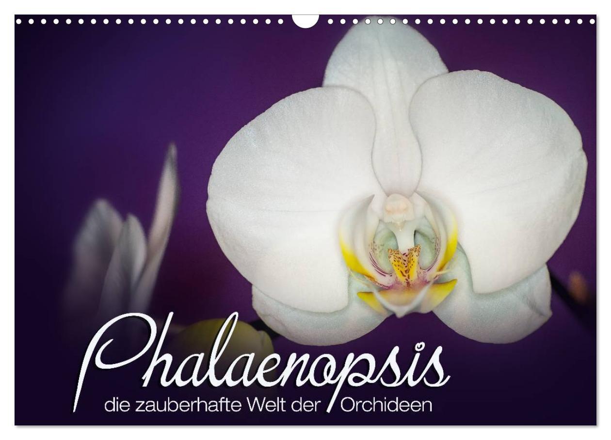 Cover: 9783383481512 | Phalaenopsis - die zauberhafte Welt der Orchideen (Wandkalender...