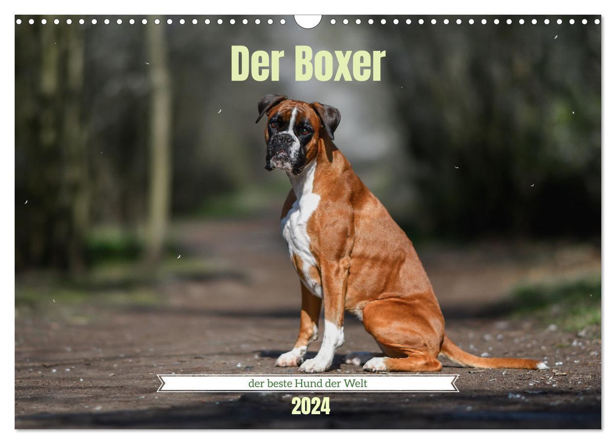 Cover: 9783675774056 | Der Boxer, der beste Hund der Welt (Wandkalender 2024 DIN A3 quer),...