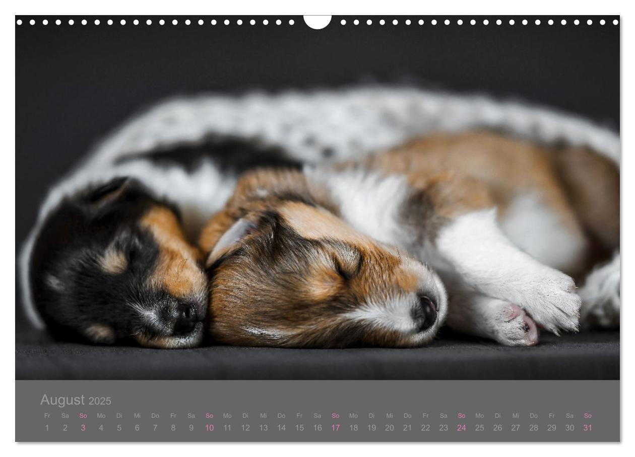 Bild: 9783435029860 | Collie Welpen einfach zuckersüß (Wandkalender 2025 DIN A3 quer),...