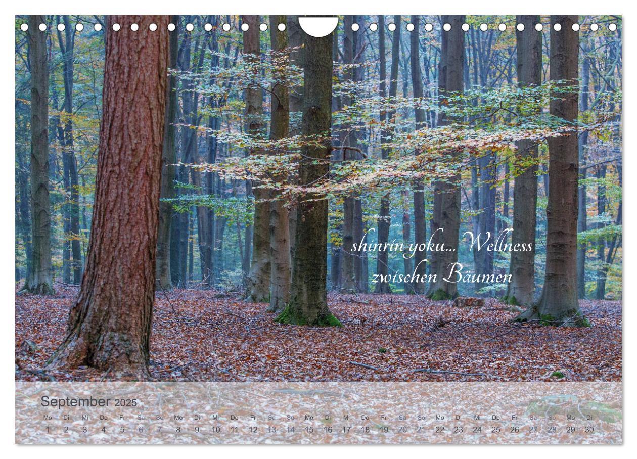 Bild: 9783435302376 | Shinrin yoku - Waldbaden 2025 (Wandkalender 2025 DIN A4 quer),...