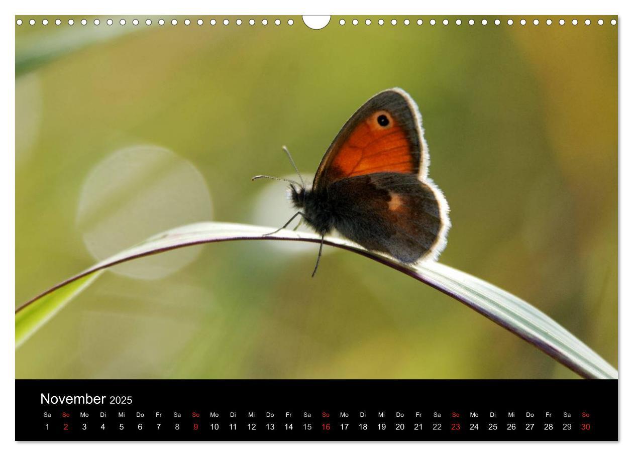 Bild: 9783435502585 | Schmetterlinge in Deutschland (Wandkalender 2025 DIN A3 quer),...