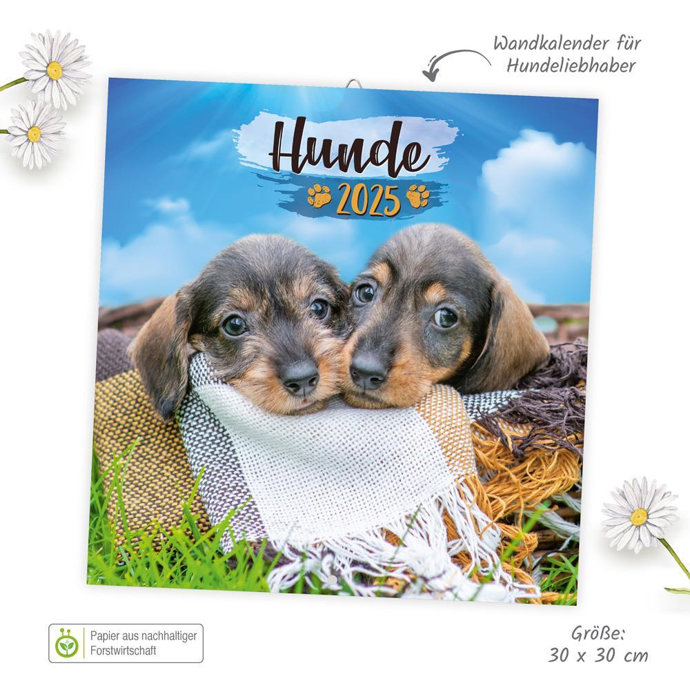 Bild: 9783988021885 | Trötsch Broschürenkalender Hunde 2025 | Wandplaner | KG | Kalender