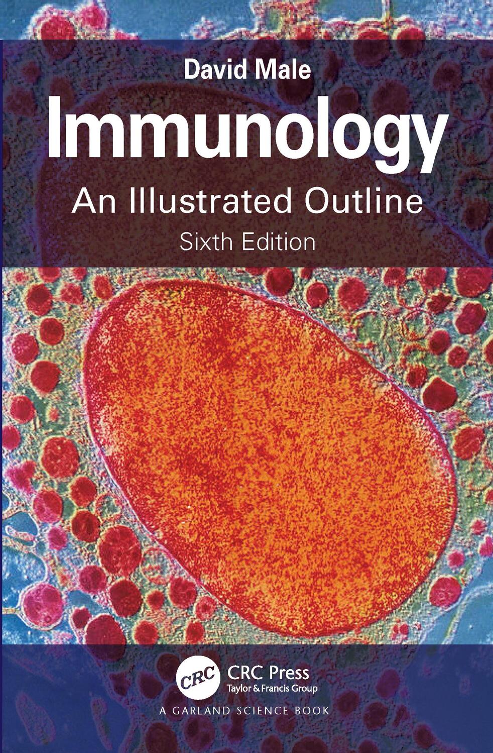 Cover: 9780367681395 | Immunology | An Illustrated Outline | David Male | Taschenbuch | 2021