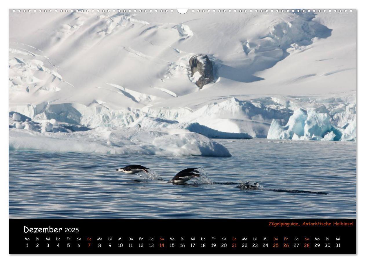 Bild: 9783435811700 | Pinguine aus aller Welt (Wandkalender 2025 DIN A2 quer), CALVENDO...