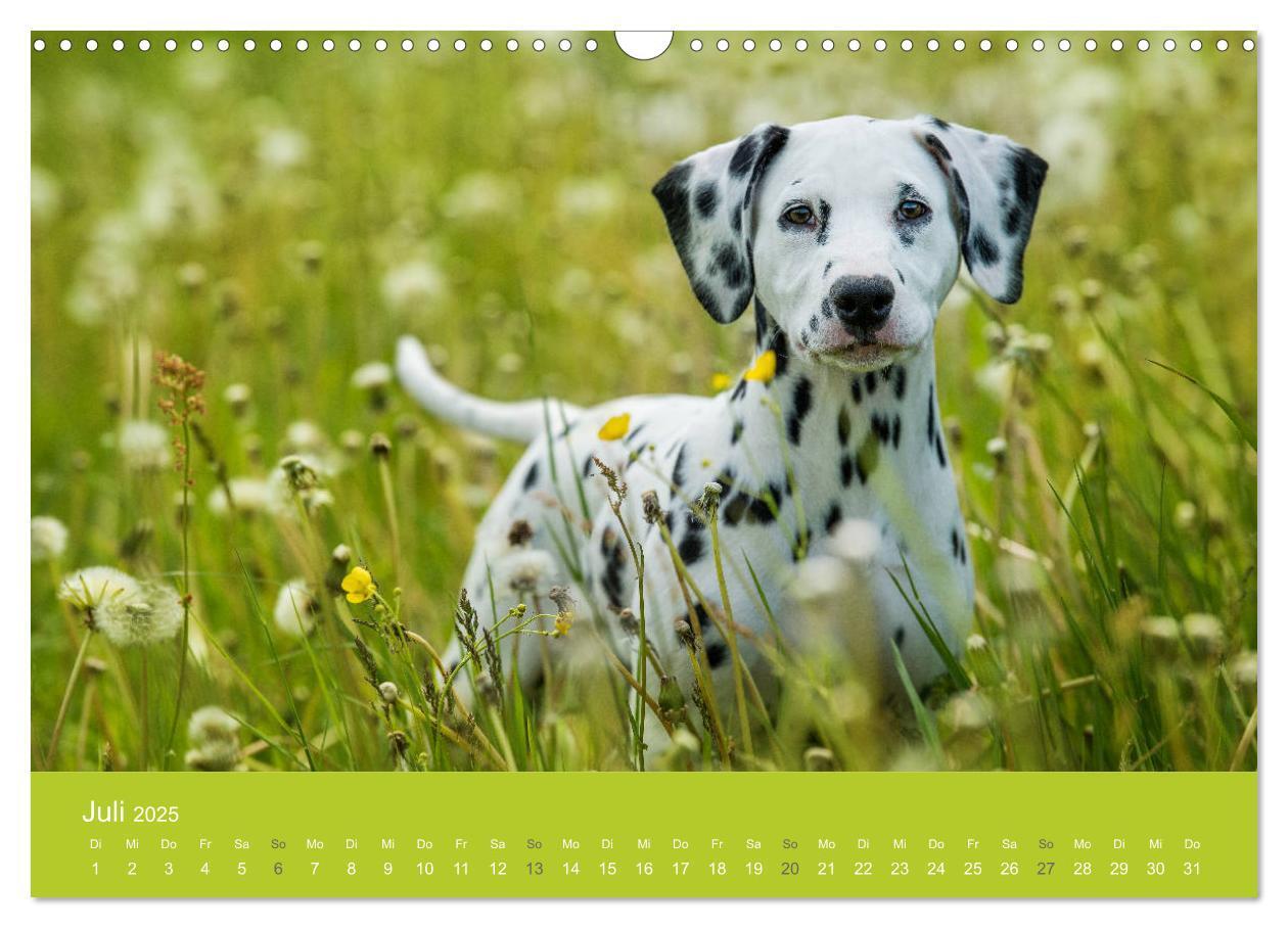 Bild: 9783435229130 | Traumschnauzen (Wandkalender 2025 DIN A3 quer), CALVENDO...