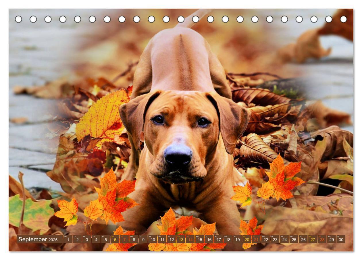 Bild: 9783435261123 | Rhodesian Ridgeback Augen-Blicke (Tischkalender 2025 DIN A5 quer),...