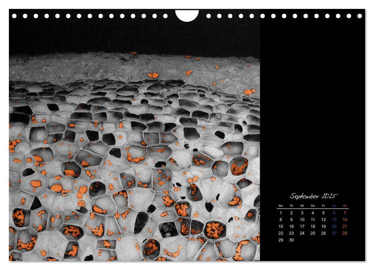 Bild: 9783435338344 | strucTEMs Mikrowelt - Winzige Nachbarn ganz groß (Wandkalender 2025...