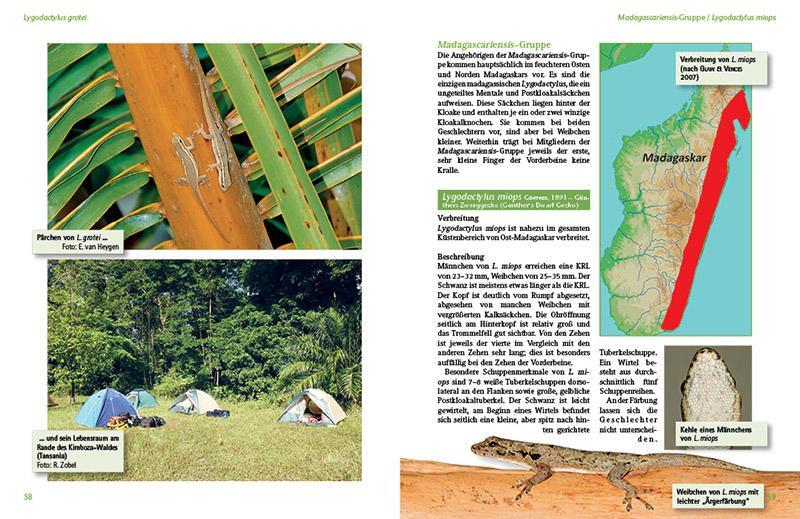 Bild: 9783866592278 | Tagaktive Zweggeckos der Gattung Lygodactylus | Beate Röll | Buch