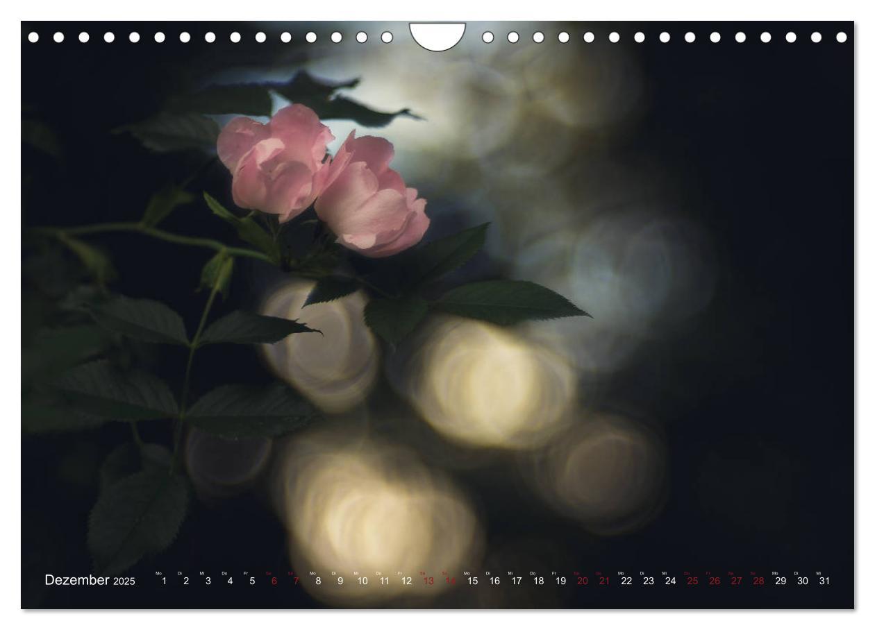 Bild: 9783435391325 | Die Welt der Alten Rosen (Wandkalender 2025 DIN A4 quer), CALVENDO...