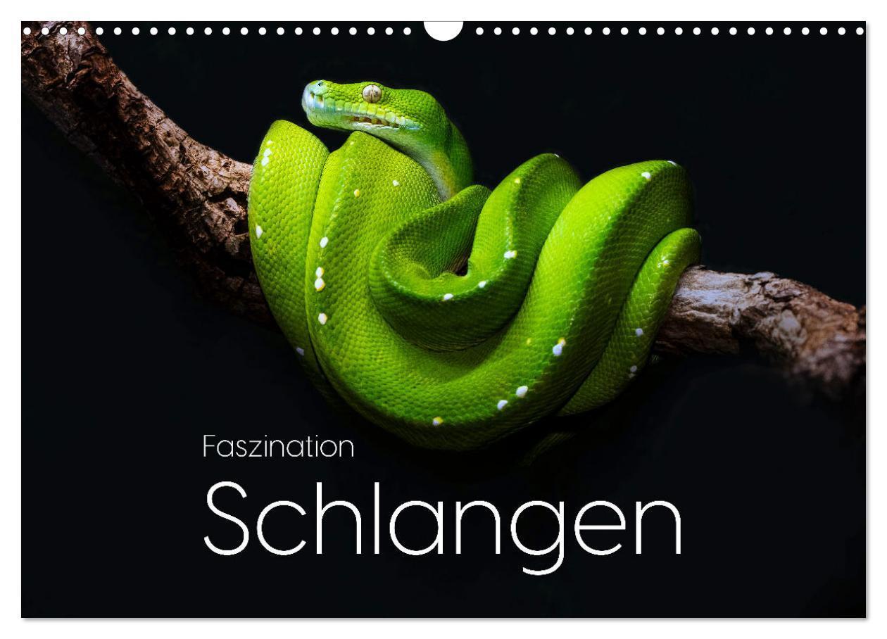 Cover: 9783457182642 | Faszination Schlangen (Wandkalender 2025 DIN A3 quer), CALVENDO...