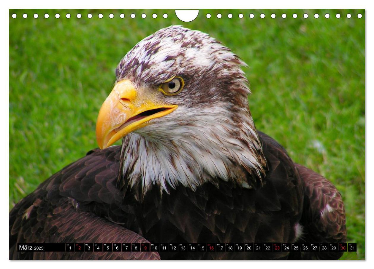 Bild: 9783435518135 | Weißkopfseeadler. Symbol der Freiheit (Wandkalender 2025 DIN A4...