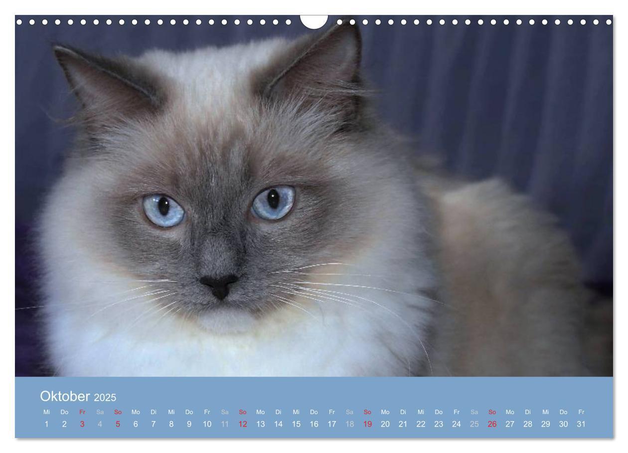 Bild: 9783435745548 | Engel auf 4 Pfoten - Ragdolls 2025 (Wandkalender 2025 DIN A3 quer),...