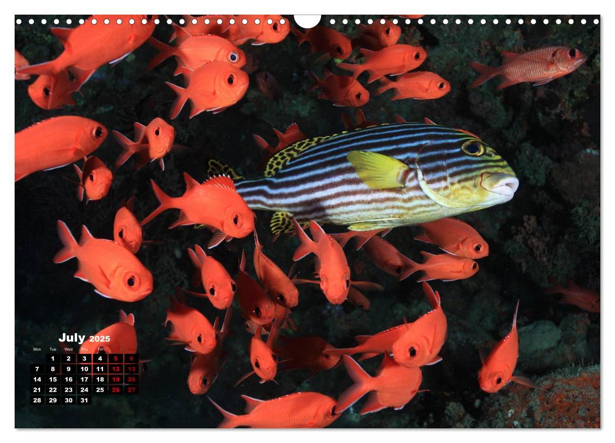 Bild: 9781325939084 | Magical Underwater World (Wall Calendar 2025 DIN A3 landscape),...