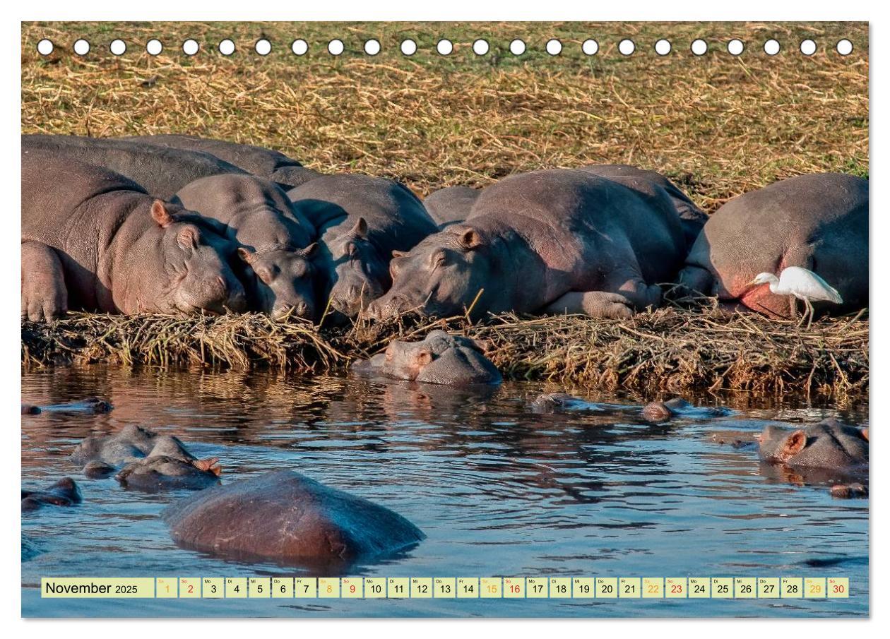 Bild: 9783435469758 | Flusspferde - gemütlich gefährlich (Tischkalender 2025 DIN A5...