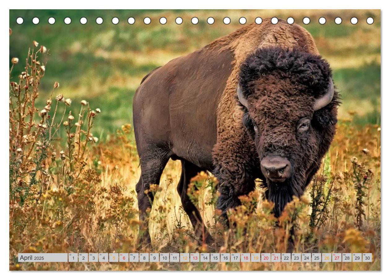 Bild: 9783435579242 | Bison und Wisent - Riesen mit unbändiger Kraft (Tischkalender 2025...