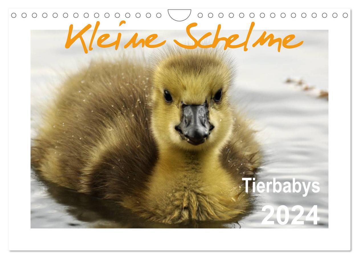Cover: 9783383635212 | Kleine Schelme - Tierbabys (Wandkalender 2024 DIN A4 quer),...