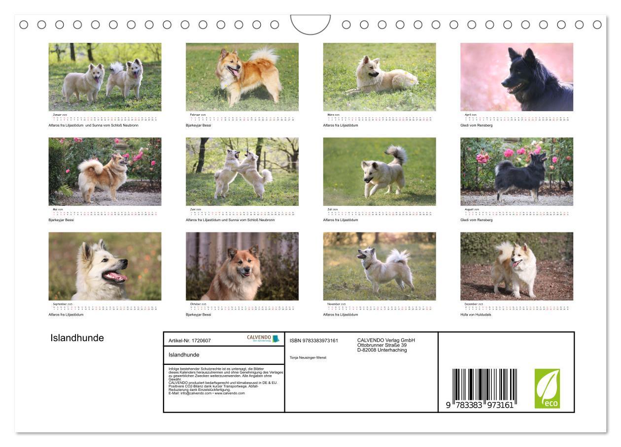 Bild: 9783383973161 | Islandhunde (Wandkalender 2025 DIN A4 quer), CALVENDO Monatskalender