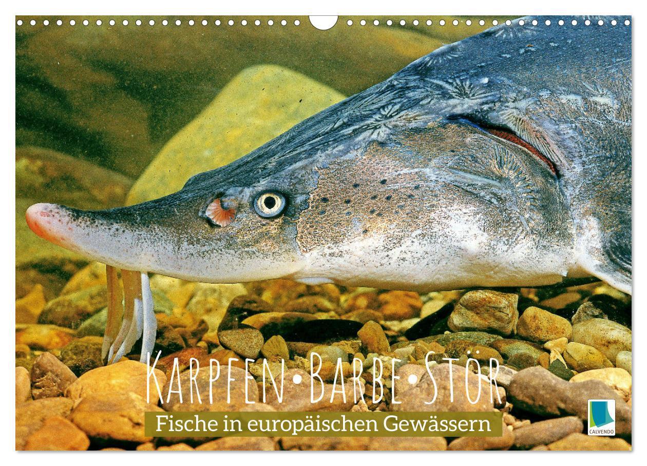 Cover: 9783383687792 | Karpfen, Barbe, Stör: Fische in europäischen Gewässern...