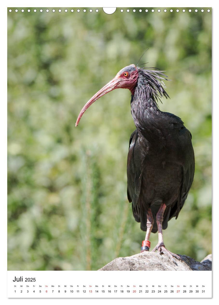 Bild: 9783435943678 | Der Waldrapp - Der etwas andere Vogel (Wandkalender 2025 DIN A3...