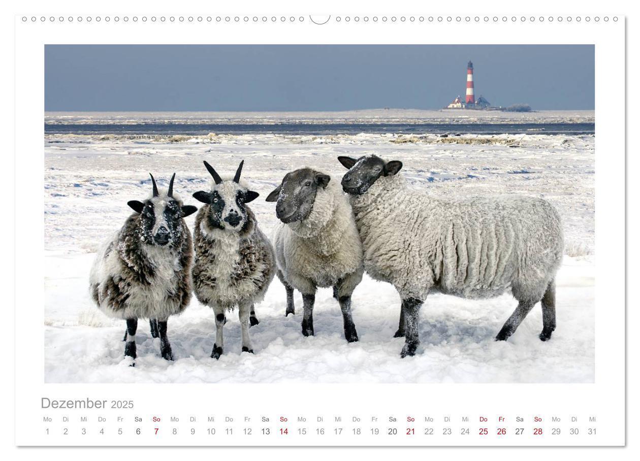 Bild: 9783435644520 | Nordsee Schafe (Wandkalender 2025 DIN A2 quer), CALVENDO...