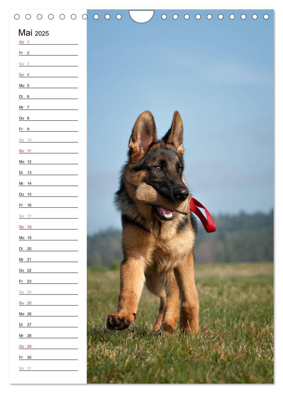 Bild: 9783457008874 | Deutscher Schäferhund - unser bester Freund (Wandkalender 2025 DIN...