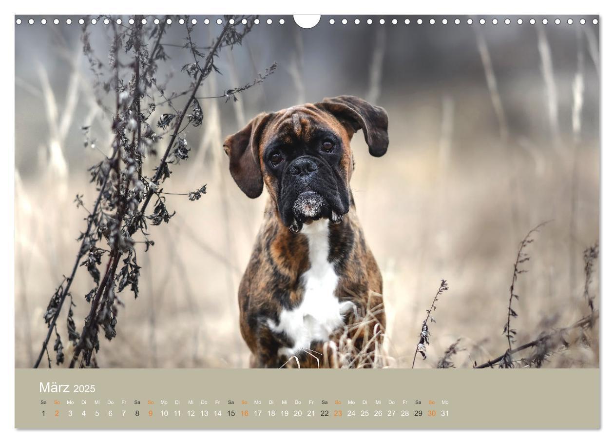 Bild: 9783383926396 | Der Boxer, der beste Hund der Welt (Wandkalender 2025 DIN A3 quer),...