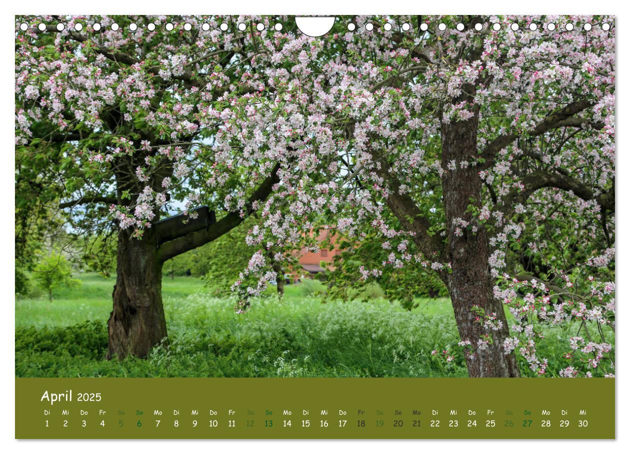 Bild: 9783435300532 | Steinkäuze (Athene noctua) (Wandkalender 2025 DIN A4 quer),...