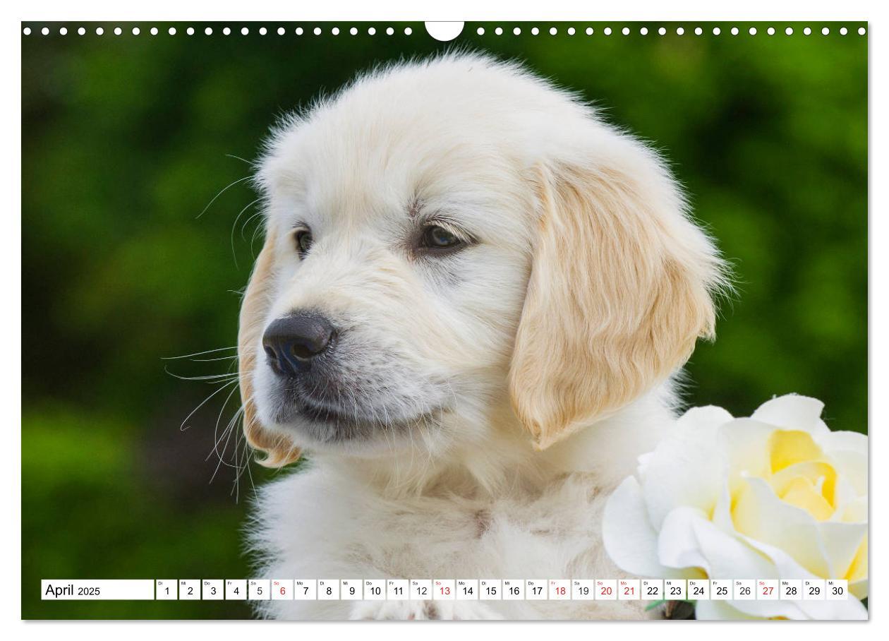 Bild: 9783435213801 | Goldige Herzensbrecher - Golden Retriever Welpen (Wandkalender 2025...