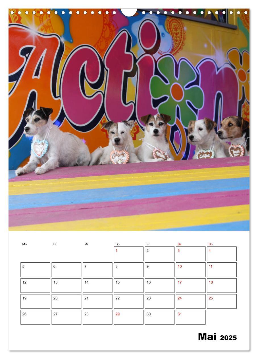 Bild: 9783435995592 | Tender Fellows - Parson Russell Terrier (Wandkalender 2025 DIN A3...