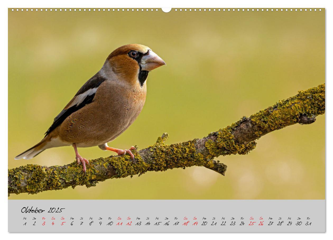 Bild: 9783435059508 | Bunte Vögel am Futterplatz (hochwertiger Premium Wandkalender 2025...