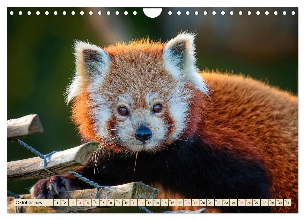 Bild: 9783435437382 | Kleiner Panda (Wandkalender 2025 DIN A4 quer), CALVENDO Monatskalender