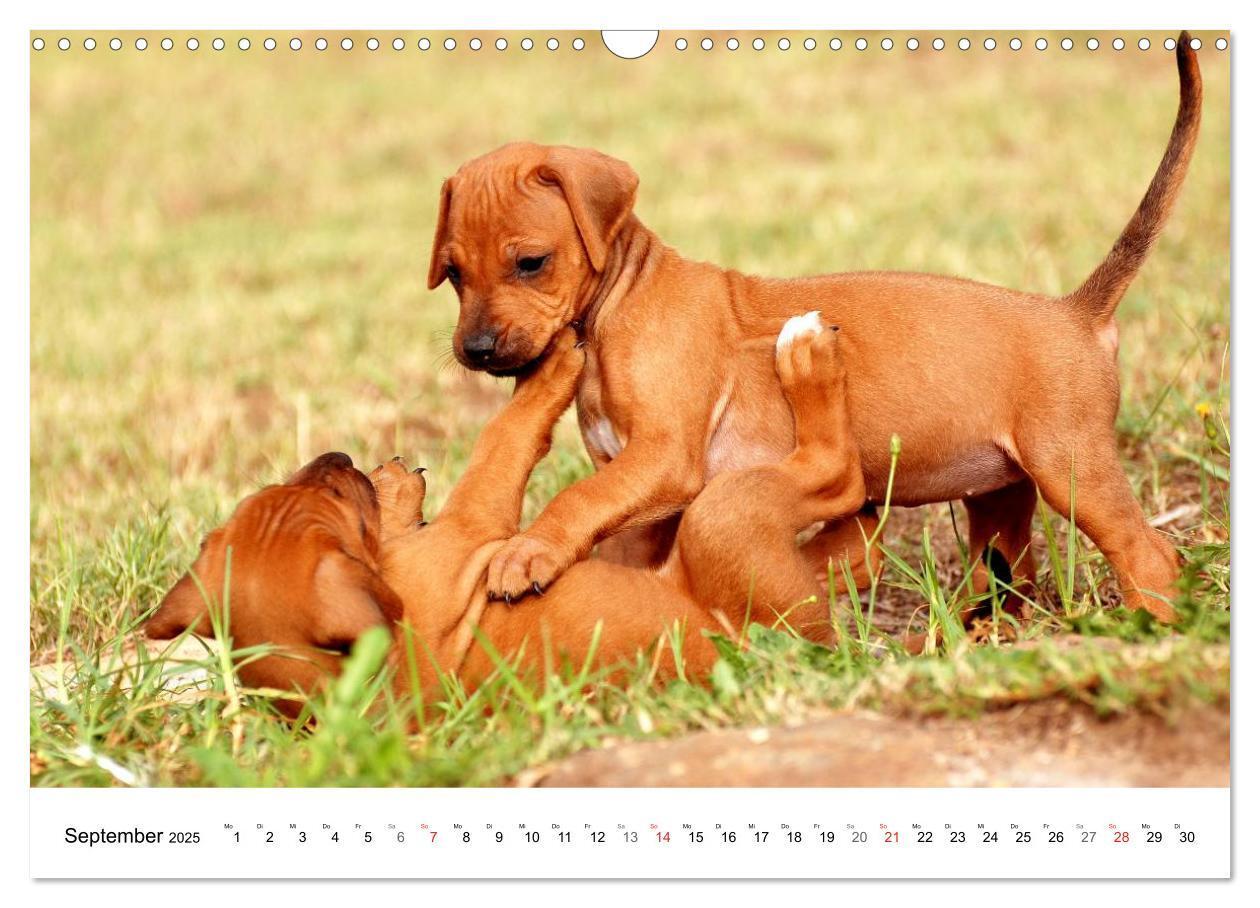 Bild: 9783435623518 | Rhodesian Ridgeback Welpen (Wandkalender 2025 DIN A3 quer),...