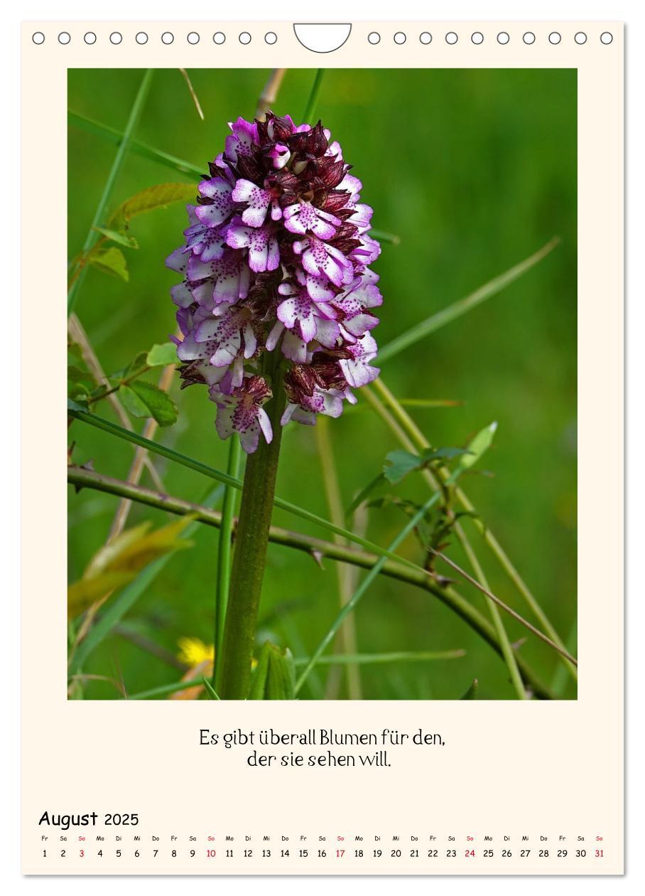 Bild: 9783435844432 | Verborgene Schönheiten am Wegesrand (Wandkalender 2025 DIN A4...