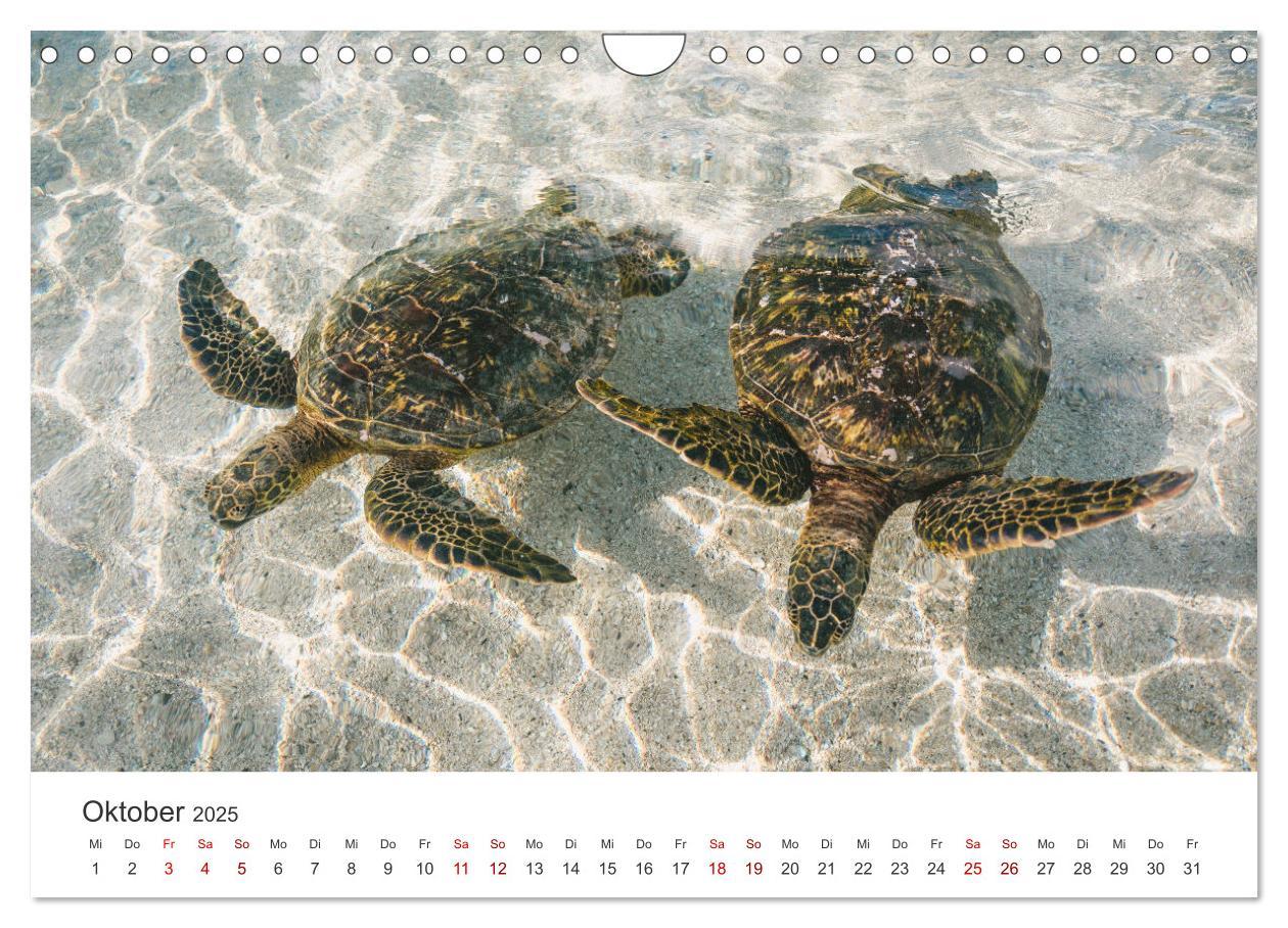 Bild: 9783383997839 | Schildkröten - Die gepanzerten Tiere. (Wandkalender 2025 DIN A4...