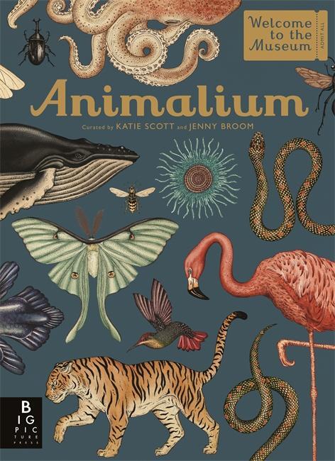 Cover: 9781787411647 | Animalium | Jenny Broom | Buch | Welcome to the Museum | Englisch