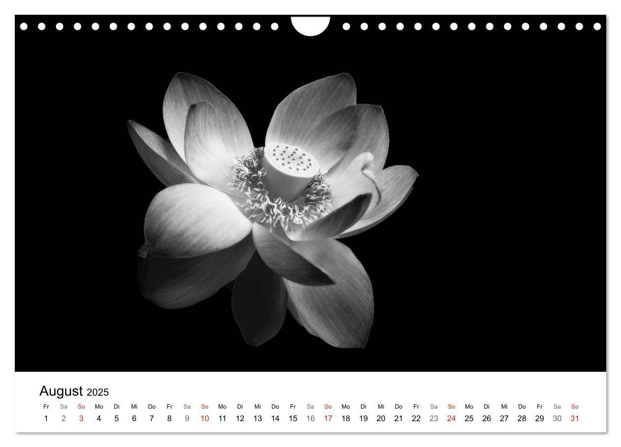 Bild: 9783435643356 | Blumen 2025, Schwarz-Weiß (Wandkalender 2025 DIN A4 quer), CALVENDO...