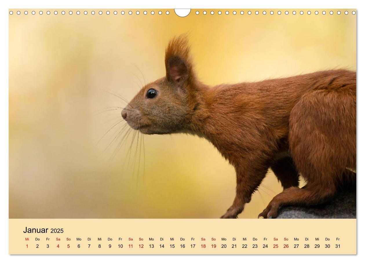 Bild: 9783435174492 | Eichhörnchen in Berlin (Wandkalender 2025 DIN A3 quer), CALVENDO...