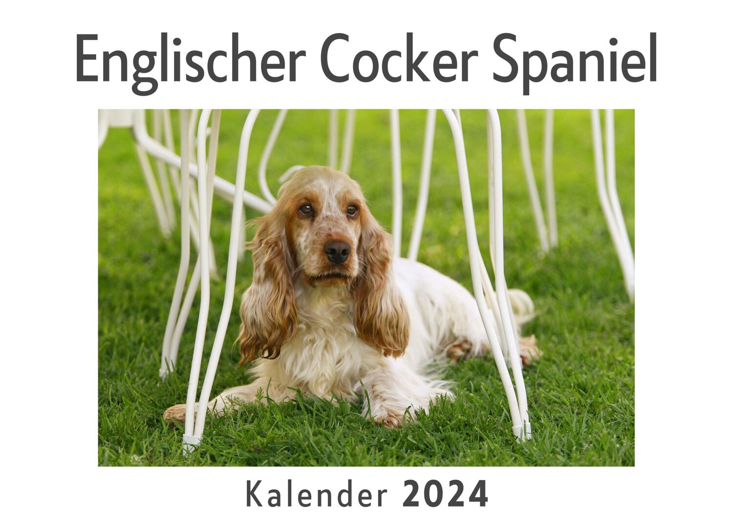 Cover: 9783750543225 | Englischer Cocker Spaniel (Wandkalender 2024, Kalender DIN A4 quer,...