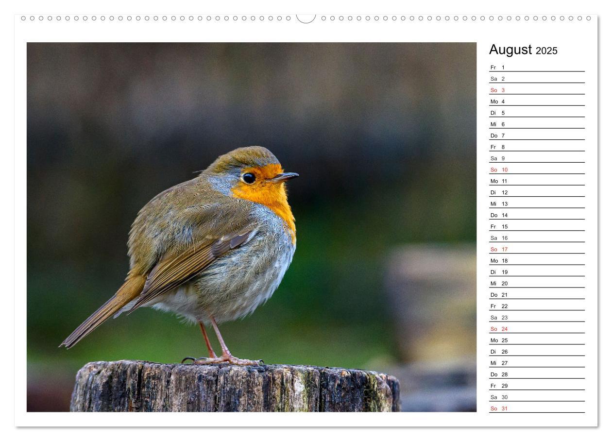 Bild: 9783435471690 | Gefiederte Freunde - Unsere heimischen Gartenvögel (Wandkalender...